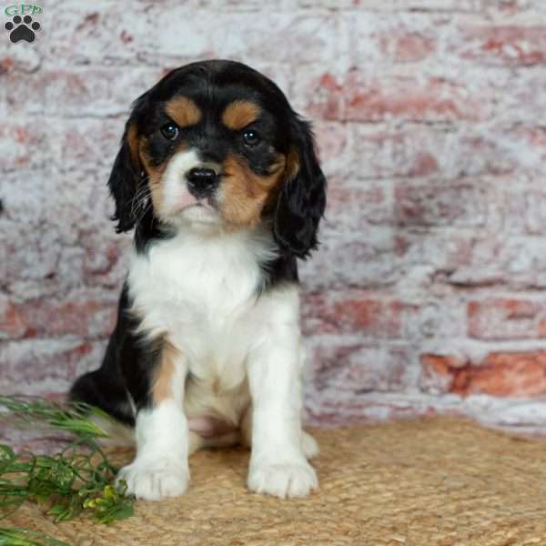 Heidi, Cavalier King Charles Spaniel Puppy